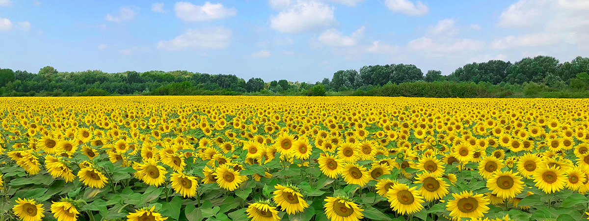 immagine Filiera dei semi alimentari - Girasoli
