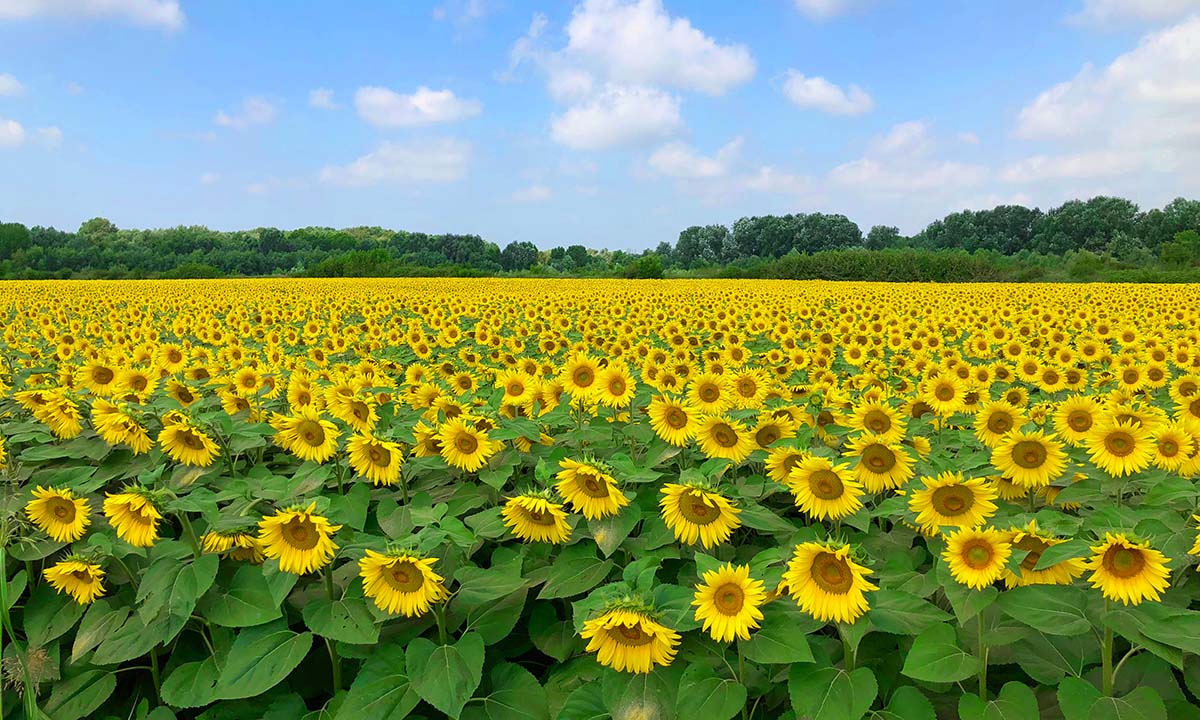 immagine Filiera dei semi alimentari - Girasoli