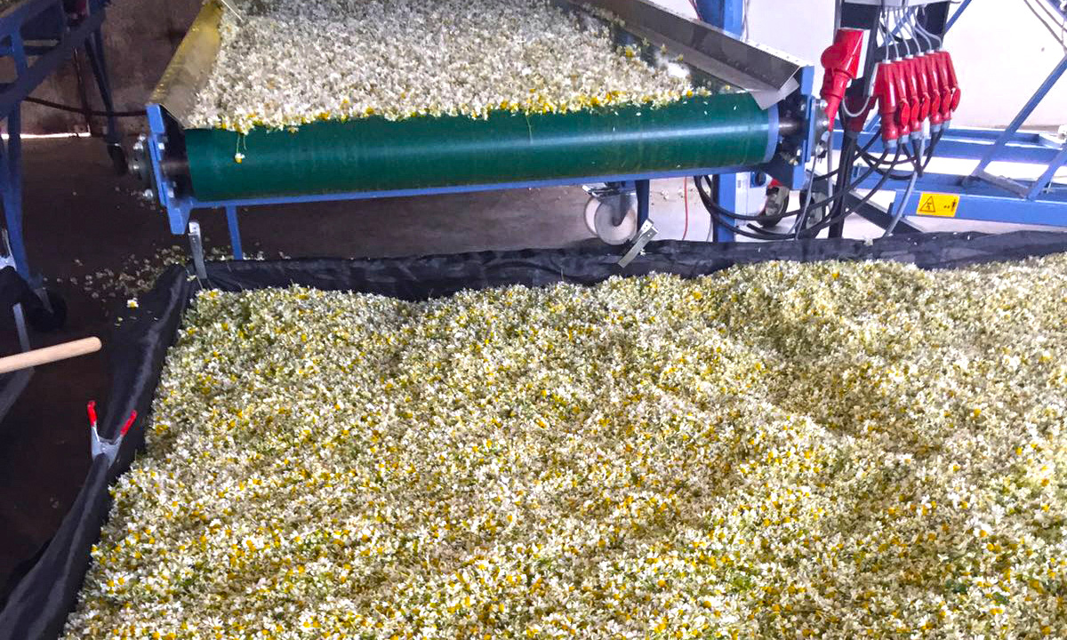immagine Filiera delle erbe officinali - lavorazione delle erbe officinali - le stagioni in tavola